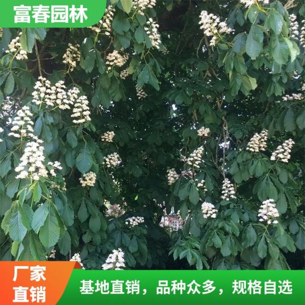 歐洲七葉樹家園黃花