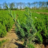 萬(wàn)畝苗木基地出售小龍柏 荒山造林 行道庭園觀賞綠化苗木 規(guī)格齊全