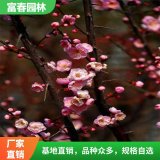 宮粉梅花 盆景樹樁 臘梅耐寒 室內(nèi)開花 盆栽樹苗公園造景