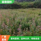 苗圃出售三角楓杯苗 庭院室外觀賞綠化花苗 園林綠化工程苗