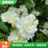 出售白木香花 地被花坛庭院墙体色块装饰 花架格墙垣垂直绿化