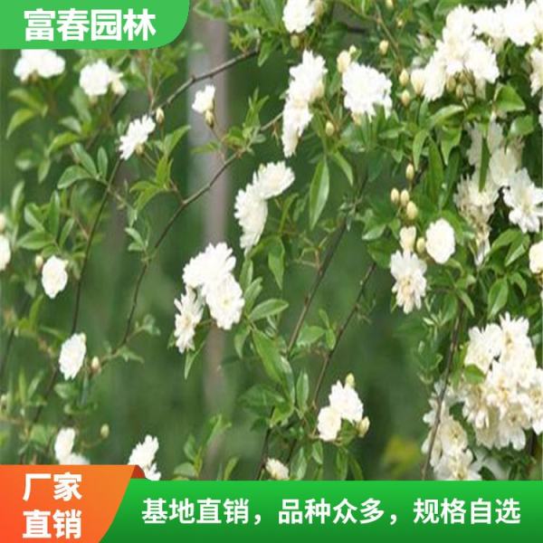 白木香花