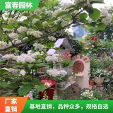 苗圃出售麻葉木繡球 規(guī)格齊全 庭院種植觀賞道路園林綠化工程苗