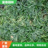 矮麦冬 是四季的常春草 基地种植 地被绿化草 花坛镶边配植