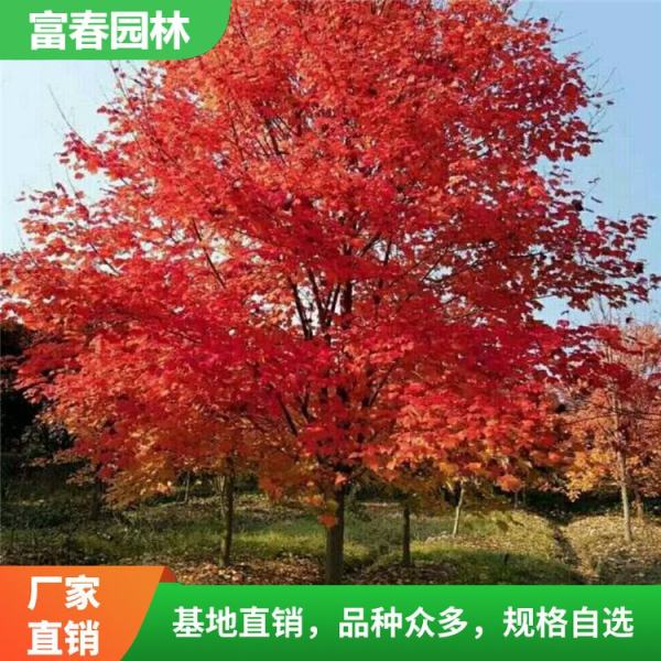 美國紅楓