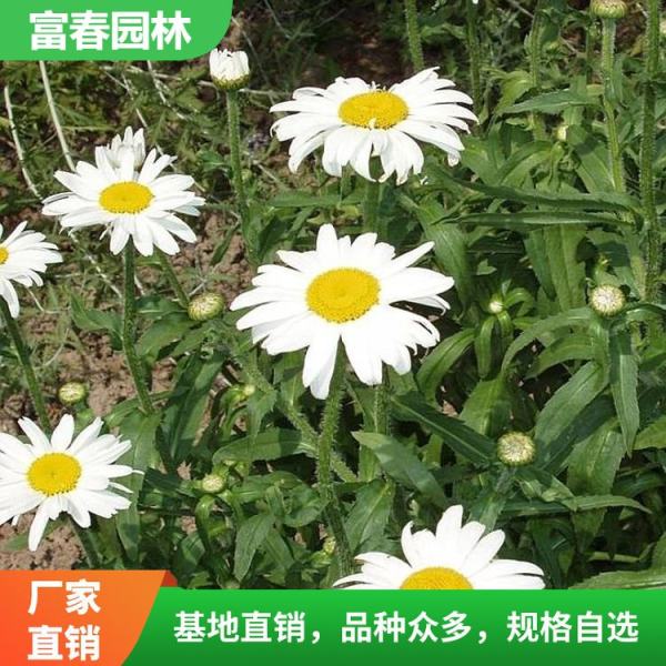 大濱菊