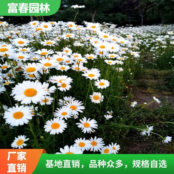 大濱菊