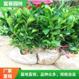 栀子花 花坛花镜造景镶边配植 景区园林市政绿化工程苗