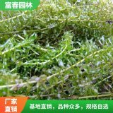 水生植物黑藻 黑藻苗 長(zhǎng)勢(shì)喜人 自產(chǎn)自銷(xiāo) 基地種植 綠化苗