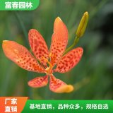 射干苗 自產(chǎn)自銷 基地種植 從優(yōu) 觀花植物 庭院小區(qū)綠化苗