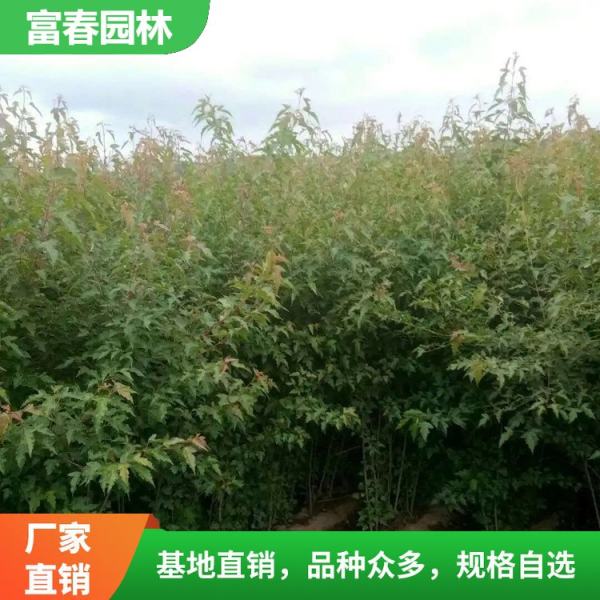 茶条槭火焰阿穆尔