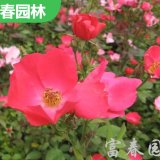 丰花月季 花坛花镜绿化工程苗 庭院园林造景配植苗