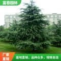 基地供應(yīng) 雪松苗景區(qū)園林觀賞植物 綠化工程苗 行道風(fēng)景樹