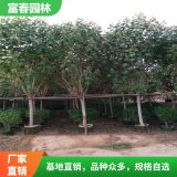 出售 芙蓉树 别墅园林庭院风景观树 街道公路绿化工程行道树