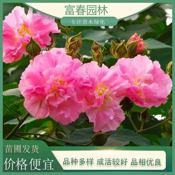 非洲木芙蓉