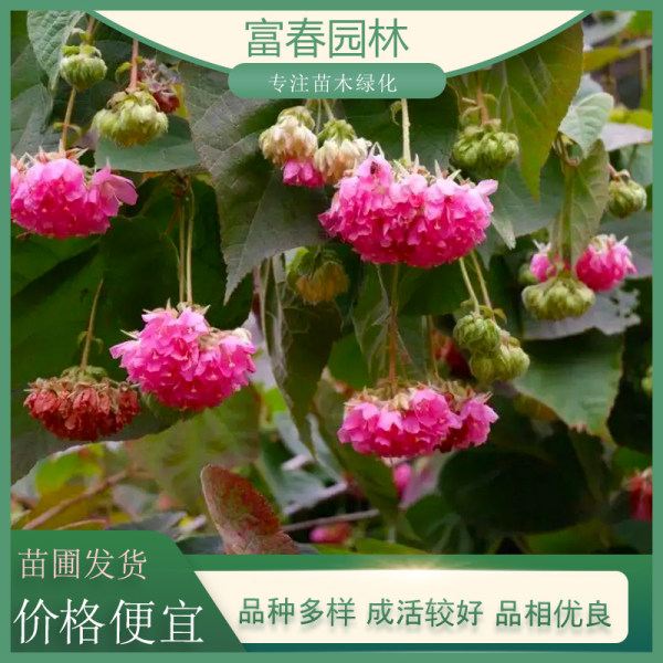 非洲木芙蓉