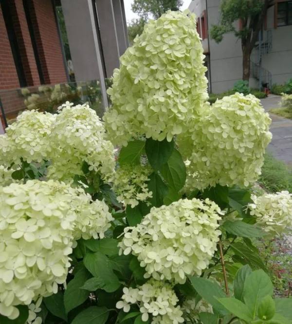 香草草莓圆锥绣球