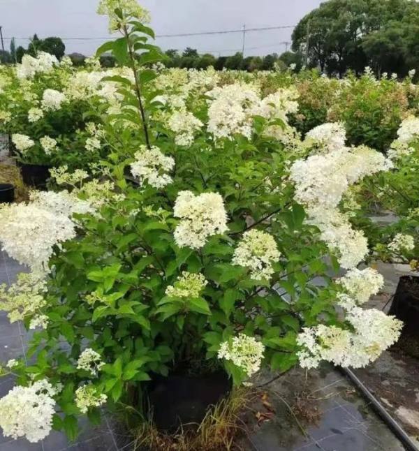 香草草莓圆锥绣球