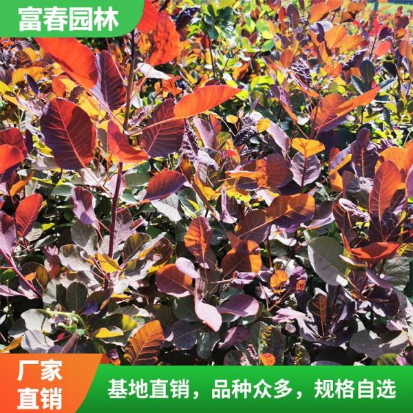 紅櫨