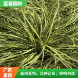 金叶苔草 苔 草苗 花坛花镜镶边绿化配植 园林绿化造景