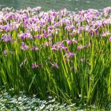 鸢尾苗 基地种植景区观赏种植 湿地公园种植绿化花坛花镜租摆