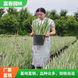 花叶玉蝉花 院盆栽水生植物 花镜花坛配植 园林绿化工程苗