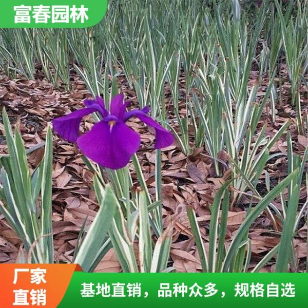 花葉玉蟬花