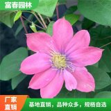 鐵線蓮薄荷小鴨小美人魚地被花壇陽(yáng)臺(tái)盆栽花卉 庭院墻面爬藤綠植