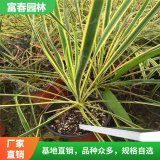 金 邊鳳尾蘭花境植物 加侖盆苗 園林綠化造景配植