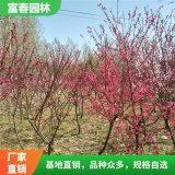 基地綠化喬木 紫葉紅碧桃 品種 綠化環(huán)境 綠化工程苗