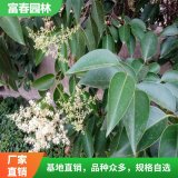 园林绿化工程苗木高杆大叶女贞树苗 行道景观造景树 规格全