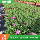 欧石竹基地种植 庭院阳台盆景 市政新农村环境绿化改造苗