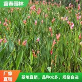 水生美人蕉基地 景区园林绿化造景苗 花坛花镜镶边品种