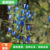 基地出售龍膽花 庭院公園道路綠化植物 花園花壇色塊裝飾材料用苗