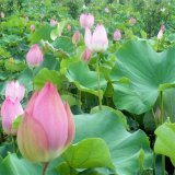 基地出售荷花道適合公園池塘河道種植 濕地綠地景觀苗 規(guī)格齊全