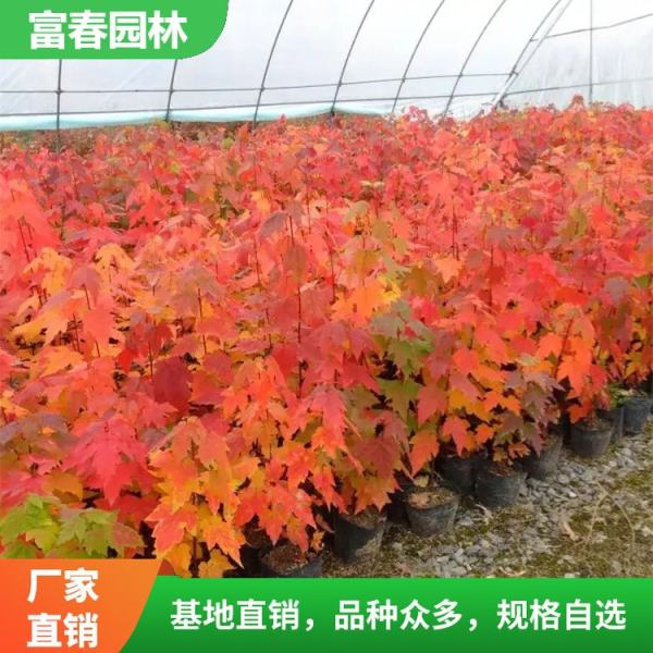 紅花槭夕陽(yáng)紅夕陽(yáng)紅