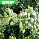 常綠灌木 龜 甲冬青苗 自產(chǎn)自銷 基地種植 花壇花鏡景區(qū)綠化苗