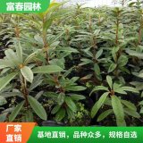 基地出售高山杜鵑 風景樹苗 城市美化道路隔離帶綠化種植花苗