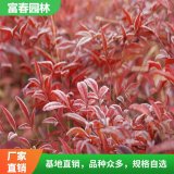 供應(yīng)紅天 竹 紅 天竹苗 長勢(shì)喜人 自產(chǎn)自銷 基地種植園林綠化