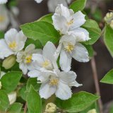 大花溲疏別名華北溲疏 花鏡花海花壇觀賞性種植 庭院園林綠化工程苗