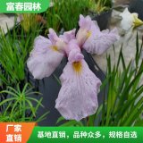 出售 花菖蒲 湿林水池边园林工程苗 绿化花卉 水质治理浮岛材料