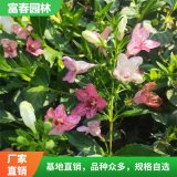 基地出售五彩錦帶花 別墅裝飾綠植 城市園林綠化植物