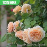 歐月濃香 四季開(kāi)花 瑪格麗特王妃 多花薔薇苗藤本球狀月季花苗