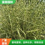 出售虎尾芒 美植袋苗 庭院小区园林花坛造景绿植 道路绿化工程苗