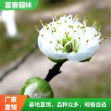 绿梅 品种 庭院绿化花卉植物 耐寒 花园花镜造景 园林色块配植