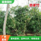 供应 慈孝竹 慈孝竹苗 园林公园别墅庭院绿化景观竹