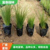 出售 墨 西 哥羽毛草 花壇花鏡配置材料 庭園園林綠化工程苗