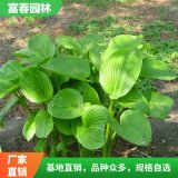 苗圃出售 巨无霸玉簪 园林庭院造景植物 道路绿化苗