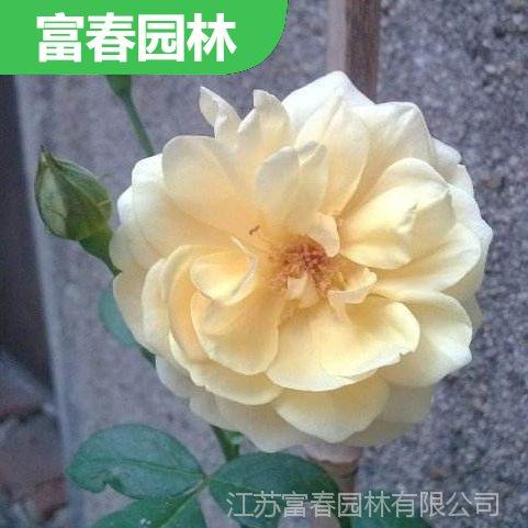 格雷厄姆