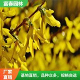 基地供应 连翘苗 多年丛生连翘花苗 园林庭院植物攀援花卉